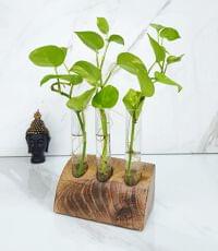 Eoan Test Tube Planter